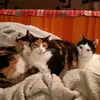 kiareddi - @kiareddiridedi - TikTok