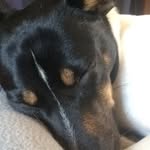 Arrow The Notorious Doggo - @kian.shields2 - Instagram