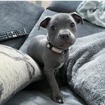 🐾 Kiara & Tyson 🐾 - @kiara_and_tyson - Instagram