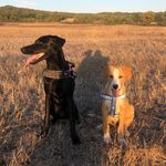 Kia e Tyson - @kia_tyson_dogs - Instagram
