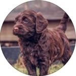 Kiara Barry - @kiara_labradoodleprincess1 - Instagram