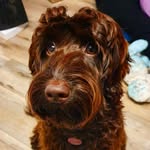 Kiara Barry - @kiara_labradoodleprincess - Instagram