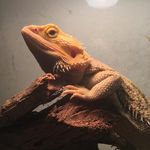 𝒦𝒾𝒶𝓇𝒶  𝐵𝑒𝒶𝓇𝒹𝑒𝒹 𝒹𝓇𝒶𝑔𝑜𝓃 - @kiara_the_dutch_beardie - Instagram