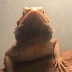 Kiara_Beardeddragon - @diva_beardeddragon - Instagram