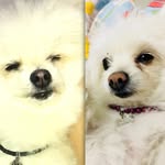 Kiara e Benjamin Dogs - @kiaraebenjamin - Instagram