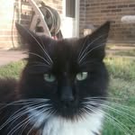 Kira Copeland - @mittens_12345kittens - Instagram