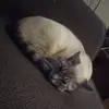 kiera dow - @petslife44 - TikTok