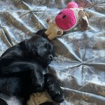 Kiara 🐾 - @kiara.herbert - Instagram