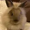 Bunny!! - @kiaramaxwell89 - TikTok