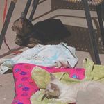 Kiara Marrie & Roger Newton - @kiara_e_roger_catfriends_ - Instagram