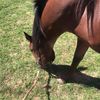 Kiara Olson Showjumping - @kiaraolson.sj - TikTok