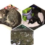 Kiara Quinn & Samhain Lueton - @my_cat_makes_me_happy - Instagram