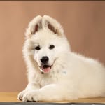 🐾Kiara 🐾 - @kiara_whiteshepherd - Instagram