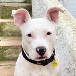 Kiara - @kiara_whiteamstaff - Instagram