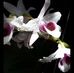 Kiem Bui - Facebook