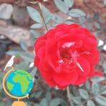 Kiem Bui - @buikiem1973 - Instagram