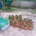 Kien Lao Luc Ngan Bac Giang - Facebook