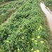 Kien Thanh Luc Ngan Bac Giang - Facebook