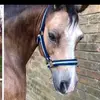 Kiera Lucas  - @kieras_horses - TikTok