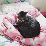 Kiera mcbride - @kitten_lover_yt_ - Instagram