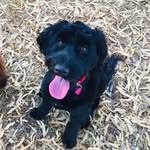 Kiera Thomas🐶 - @_kiera_thomas_ - Instagram