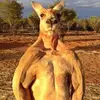 Kieran Harrison - @carrymekieran - TikTok