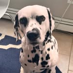 Kieran Mccabe - @hunterdog66 - Instagram