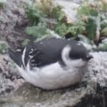Kieron Day - @british_birds - Instagram