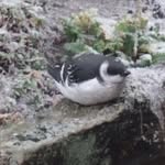 Kieron Day - @british_birds1 - Instagram