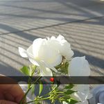 Kiara Meyer - @kiara_m78 - Instagram