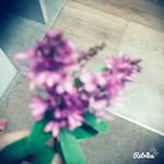 kiesha rose verzosa - @kikieshaaa - Instagram
