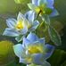 Kiều Hằng - Facebook
