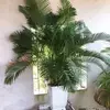 Kieu Hong - @kieuhong16 - TikTok