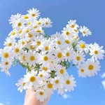 Kieu Hong - @kieuhong1103 - Instagram