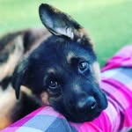 GERMAN SHEPARD CLUB - @sheparddogkiki - Instagram