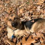 Kiki - Pure German Shepard🐶 - @kiki.vasquez - Instagram