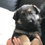 Kiki - @germanshepardkiki - Instagram