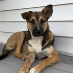 Kiki The German Shepard - @kiki_the_gsd_pup - Instagram