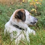 Kiki the greek shepard - @rescuekiki - Instagram