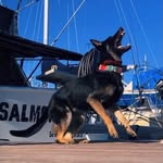 @kiki_the_shepard - Instagram