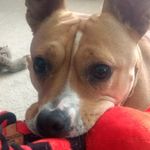 Kiki Watson - @rubylearnstodog - Instagram