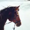 KiKi_Watson - @kikiwoolf - TikTok