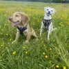 LifeWithWatsonAndKiki - @watsonandkiki - TikTok