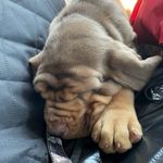 Kiley Davis - @kks_bloodhounds - Instagram