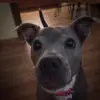Kiley Harris - @bluethedogo - TikTok