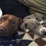 Killian And Bailey McDonald - @mcdoggies2314 - Instagram