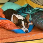 Kim Aitken - @pennythecowboycorgi - Instagram