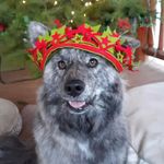 Kim Annis - @agirlandherdoggos - Instagram
