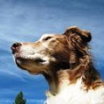 Kim Annis - @huckhoundsagility - Instagram