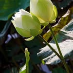 Kim Banh - @kimdbanh - Instagram